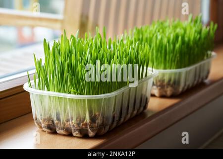 Frisches grünes Gerstengras, das zu Hause auf dem Fensterbrett wächst Stockfoto