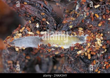 Getrocknete Tomaten, Speisenvorräte zu Hause, die von Schädlingen, Insekten, Raupen von indischen Mehlmotten (Plodia interpunctella) zerstört werden. Stockfoto