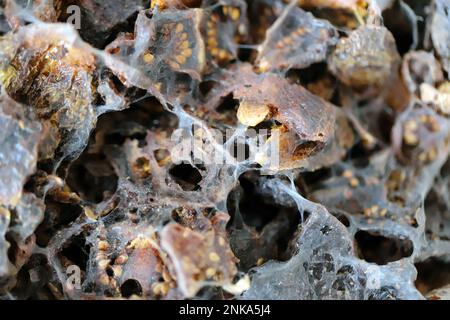 Getrocknete Tomaten, Speisenvorräte zu Hause, die von Schädlingen, Insekten, Raupen von indischen Mehlmotten (Plodia interpunctella) zerstört werden. Stockfoto