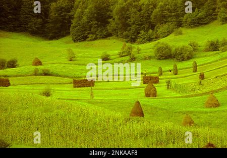 Solonetu Nou, Suceava County, Rumänien, 2001. Landschaft mit Heuhaufen auf einer Weide. Stockfoto