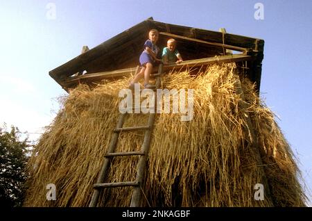 Suceava County, Rumänien, 1998. Kinder oben im Heuhaus. Stockfoto