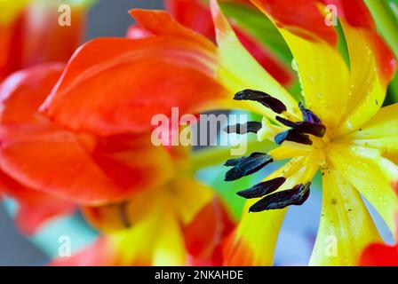 Nahaufnahme der roten und gelben Tulpenblume mit Stamen und Pistil. Stockfoto