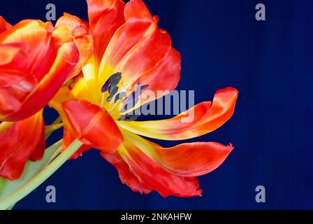 Blühende rote und gelbe Tulpe vor blauem Hintergrund. Stockfoto