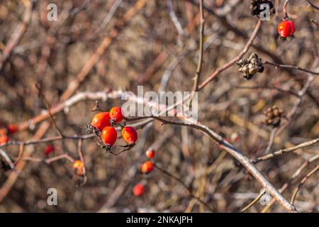 Rote Hagebutten auf einem Ast im Wald. Schönheit in der Natur, Beeren im Wald aus nächster Nähe. Stockfoto