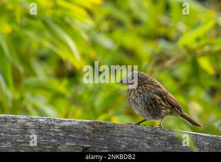 Dunnock „Prunella modularis“ auf einem Zaun mit grünem Blatthintergrund. Kleiner Vogel mit braunen und grauen Federn. Dublin, Irland Stockfoto