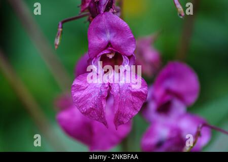 Lilium-rosa Blume auf unscharfem Hintergrund. Selektiver Fokus. Impatiens glandulifera Blume, gebräuchliche Namen Polizistenhelm, Herz, Gnomes Hatstand und Stockfoto