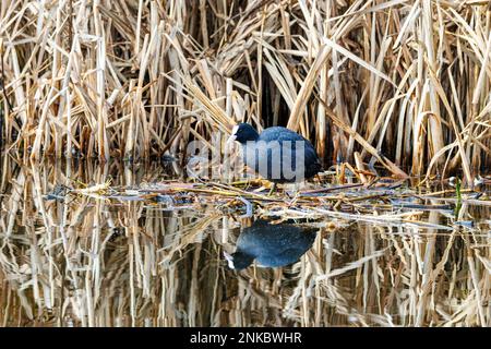 Nahaufnahme von Coot, Fulica atra, auf der schwimmenden Basis eines neuen Nests aus Pflanzenresten von toten Uferpflanzen im Hintergrund mit schönen Reflekti Stockfoto