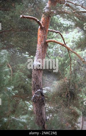 Fichte (Pinaceae), Stamm, Äste, Nadeln, mit Schneeflocken Stockfoto