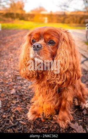 Porträt eines Haushundes (Canis lupus familiaris) der Rasse Cavalier König Charles Spaniel, Hannover, Niedersachsen, Deutschland Stockfoto