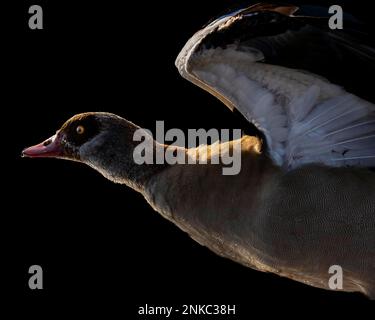 Ägyptische Gans (Alopochen aegyptiaca), Nahaufnahme, Abflug, Silhouette Stockfoto