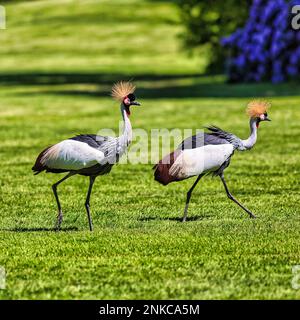 Grauer Kranich (Balearica regulorum), zwei Kraniche, die über eine Wiese laufen, Gefangener, Vogelpark, Weltvogelpark Walsrode, Niedersachsen, Deutschland Stockfoto