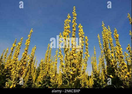 Dicht blühendes Mullein (Verbascum densiflorum) gegen den blauen Himmel, Bayern, Deutschland Stockfoto