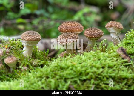 Junge Hallimasche (Armillaria) oder Honigpilze, Bayern, Deutschland Stockfoto