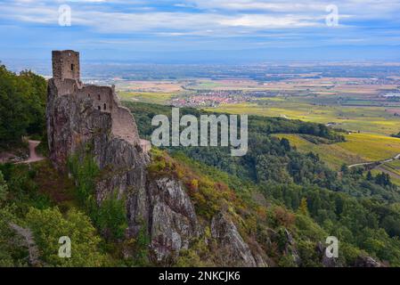 Ruine des Chateau du Girsberg (Girsberg-Schloss) in den Vogesen bei Ribeauville im Elsass, im Hintergrund die Rheinebene dazwischen Stockfoto
