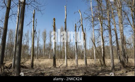 Tote Bäume in einem Wald auf der Donau, Bayern, Deutschland Stockfoto