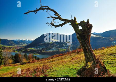 Blick auf den Alpsee und die Immenstadt, auf der rechten Seite das Immenstaedter Horn (1489 m), im Hintergrund die schneebedeckten Allgaeu-Hochalpen, Allgaeu Stockfoto