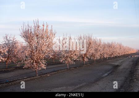 Mandel-Baum-Farm, Reihen von Mandel-Bäume-Farm, Falmond-Baum-Farm Perspektive Stockfoto