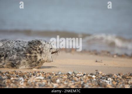 Grey Seal Halichoerus grypus an einem Strand in Horsey Gap, Norfolk, England, Großbritannien Stockfoto