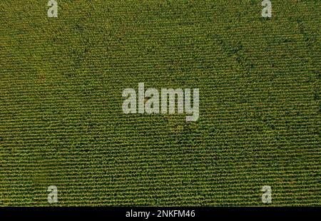 Österreich, Oberösterreich, Reichersberg, Dronenblick auf grünes Maisfeld Stockfoto