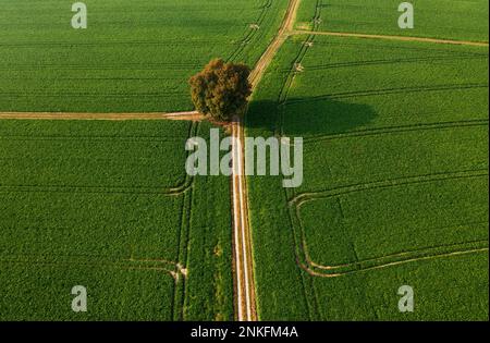 Österreich, Oberösterreich, Reichersberg, Drohnenblick auf einen einzelnen Baum umgeben von grünen landwirtschaftlichen Feldern Stockfoto