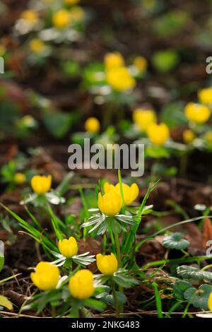 Gelb blühende Winterakoniten (Eranthis hyemalis) Stockfoto