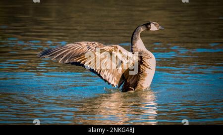 Kanadische Gans (Branta canadensis), die im See schwimmt Stockfoto