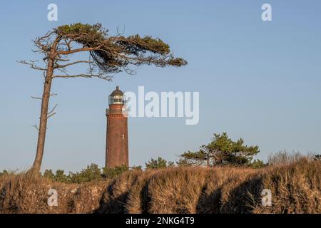 Deutschland, Mecklenburg-Vorpommern, einzelner Baum vor dem Leuchtturm Darsser Ort Natureum in der Abenddämmerung Stockfoto