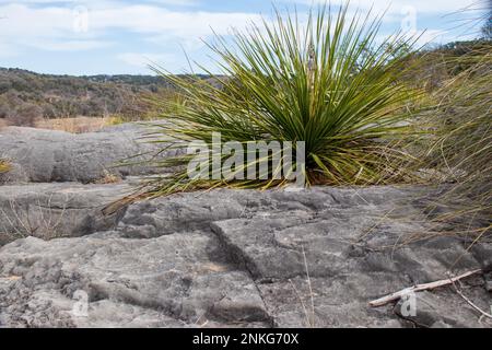 Nahaufnahme von Dasylirion Leiophyllum, Green Sotol, Pflanzen, die auf dem Kalksteinfelsen im Pedernales Falls State Park Texas Hill Country gedeihen Stockfoto