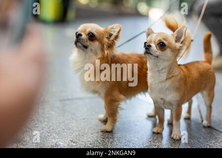 Chihuahua-Hunde stehen auf dem Fußweg Stockfoto