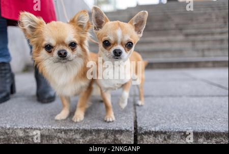 Chihuahua-Hunde stehen auf dem Fußweg Stockfoto