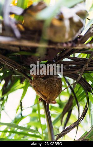 Philippinischer Tarsier, der unter Blättern auf dem Baum sitzt Stockfoto