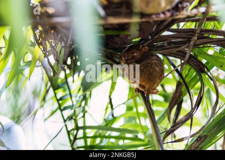 Philippinischer Tarsier, der auf dem Baum sitzt Stockfoto