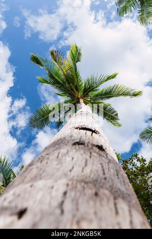 Hohe Palmen unter bewölktem Himmel Stockfoto