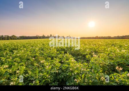 Kartoffelpflanzenfeld bei Sonnenuntergang Stockfoto