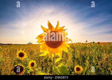 Sonnenblumenblüte auf dem Ackerfeld an sonnigen Tagen Stockfoto