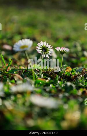 Gänseblümchen (Bellis perennis) blühen im Frühling Stockfoto