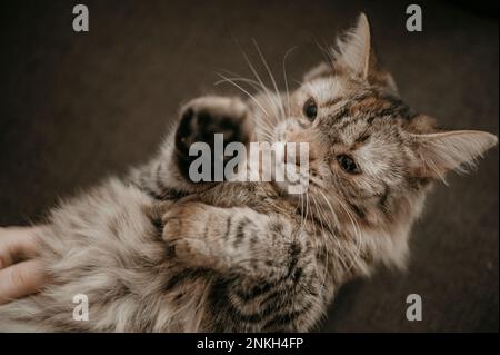 Graue flauschige Katze, die auf dem Sofa liegt Stockfoto