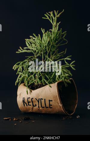 Grüne Pflanze im wiederverwendbaren Becher mit Recycling-Text auf schwarzem Hintergrund Stockfoto