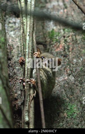 Im Naturreservat Tangkoko, Nord-Sulawesi, Indonesien, ist der spektrale Tarsius spectrumgurskyae, eine nachtaktive Primatenart, am helllichten Tag auf seinem Baumnest zu sehen. Wissenschaftler haben gewarnt, dass Ökotourismus oder andere Arten menschlicher Aktivitäten in einem Lebensraum für wild lebende Tiere das Verhalten der Tiere allmählich verändern können. „Selbst wenn die Tierbeobachtung ausschließlich von qualifizierten und ausgebildeten Reiseleitern durchgeführt wird, führte der Tourismus zu erheblichen Verhaltensänderungen der beobachteten Tarsier“, schrieb Sharon L. Gursky in ihrer ersten online veröffentlichten Arbeit im November 2022 auf Springler. Stockfoto