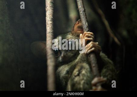 Im Naturreservat Tangkoko, Nord-Sulawesi, Indonesien, ist der spektrale Tarsius spectrumgurskyae, eine nachtaktive Primatenart, am helllichten Tag auf seinem Baumnest zu sehen. Wissenschaftler haben gewarnt, dass Ökotourismus oder andere Arten menschlicher Aktivitäten in einem Lebensraum für wild lebende Tiere das Verhalten der Tiere allmählich verändern können. „Selbst wenn die Tierbeobachtung ausschließlich von qualifizierten und ausgebildeten Reiseleitern durchgeführt wird, führte der Tourismus zu erheblichen Verhaltensänderungen der beobachteten Tarsier“, schrieb Sharon L. Gursky in ihrer ersten online veröffentlichten Arbeit im November 2022 auf Springler. Stockfoto