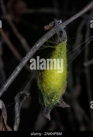 spinnensack hängt auf dem Spinnennetz Stockfoto