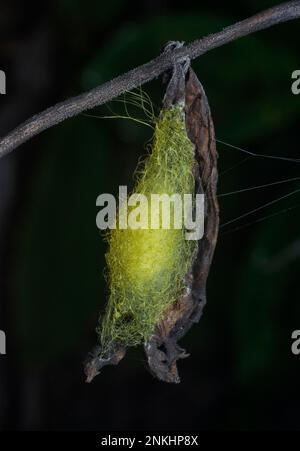 spinnensack hängt auf dem Spinnennetz Stockfoto