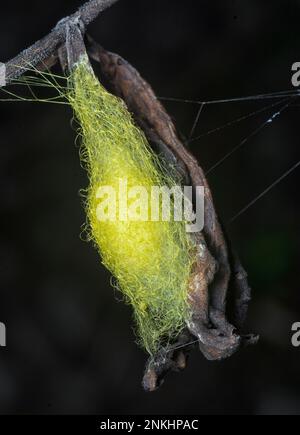 spinnensack hängt auf dem Spinnennetz Stockfoto