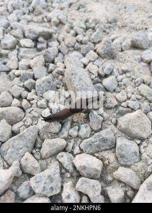 deroceras lassen Schnecken auf dem steinigen Boden kriechen Stockfoto