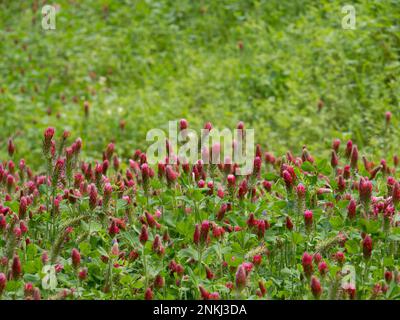 Nahaufnahme einer Vielzahl von rosa, fuchsianischen und roten Blüten von Klee, die im Frühling mit geringer Schärfentiefe fotografiert wurden. Stockfoto
