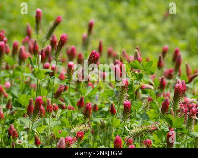 Nahaufnahme mehrerer rosa, fuchsienfarbener und roter purpurpurfarbener Kleeblumen, die im Frühling mit einer geringen Schärfentiefe fotografiert wurden. Stockfoto
