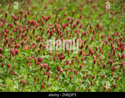 Wiese mit mehreren karmesinroten Nelkenblumen, fotografiert mit geringer Tiefenschärfe in einem niedrigen Winkel. Stockfoto