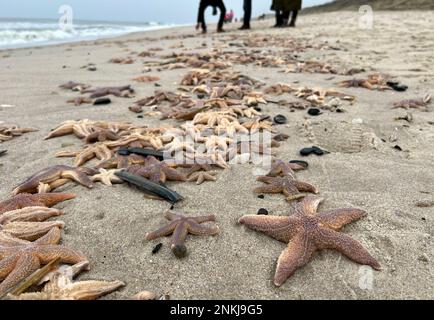 22. Februar 2023, Schleswig-Holstein, Wenningstedt/Sylt: Auf der Nordseeinsel am Strand von Wennigstedt liegen zahlreiche angeschwemmte Seesterne im Sand. Aufgrund des Winterwetters mit Stürmen finden Wanderer Hunderte Seesterne an den Stränden der Nord- und Ostsee. (Dpa 'Stürme waschen viele Seesterne an den Stränden') Foto: Daniel Bockwoldt/dpa Stockfoto