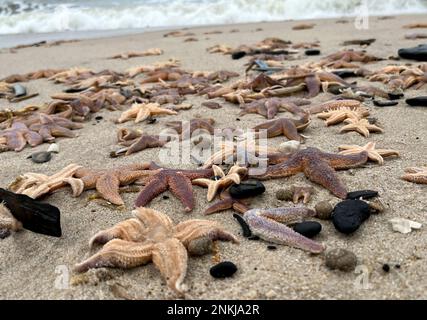 22. Februar 2023, Schleswig-Holstein, Wenningstedt/Sylt: Auf der Nordseeinsel am Strand von Wennigstedt liegen zahlreiche angeschwemmte Seesterne im Sand. Aufgrund des Winterwetters mit Stürmen finden Wanderer Hunderte Seesterne an den Stränden der Nord- und Ostsee. (Dpa 'Stürme waschen viele Seesterne an den Stränden') Foto: Daniel Bockwoldt/dpa Stockfoto