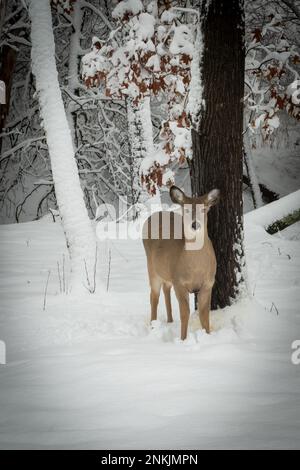 Weißwedelhirsche stehen vor der Kamera an einem Baum, im Schnee im Wald nach einem Wintersturm in Minnesota, in der Nähe schneebedeckter Bäume. Stockfoto